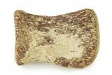 Fossil Plesiosaur Paddle Bone - Texas #322926-1
